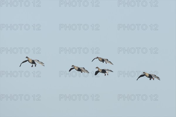 Pink-footed goose (Anser brachyrhynchus) five adult geese in flight coming into land, Norfolk,