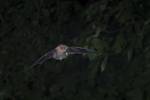 Common pipistrelle (Pipistrellus pipistrellus) hunting insects in front of deciduous forest,