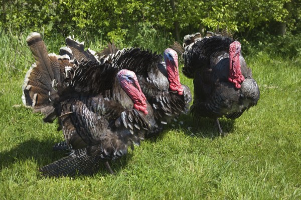 Black Spanish or the Norfolk Black turkey breed outside on grass lawn