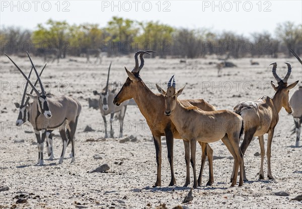 Sassabies (Damaliscus lunatus), mother with young, Etosha National Park, Namibia, Africa