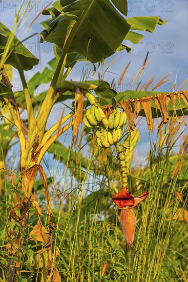 Banana tree with fruit in the evening sun, banana, tree fruit, plantation, crop, agriculture,