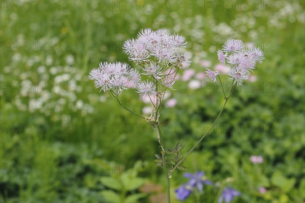 Greater meadow-rue (Thalictrum aquilegiifolium), North Rhine-Westphalia, Germany, Europe