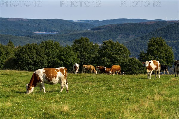 Landscape above the village of Woffelsbach, cattle pasture, view to the east, Rursee, Eifel