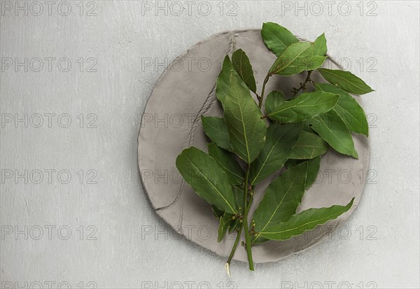Fresh, bay leaf branch, on a gray background, top view, no people