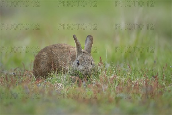 Rabbit (Oryctolagus cuniculus) adult animal collecting grass in its mouth for nesting material,