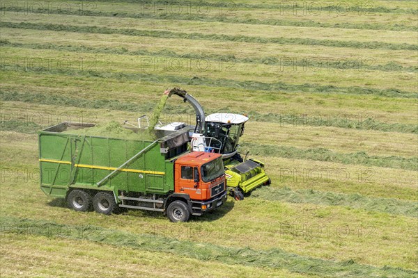 Hay harvest, on a Rhine meadow near Duisburg-Beeckerwerth, a forage harvester picks up the cut