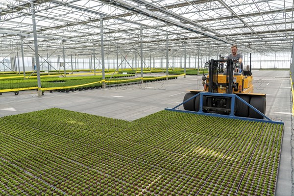 Horticultural business, cuttings, heather, heather plants, Calluna vulgaris, are transported after