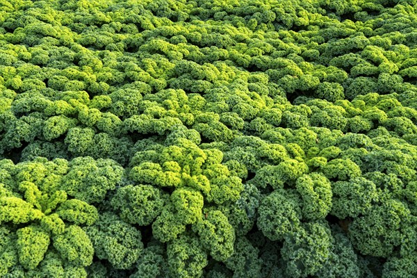 Kale field, growing area in the south of Düsseldorf, Volmerswerth district, on the Rhine, North