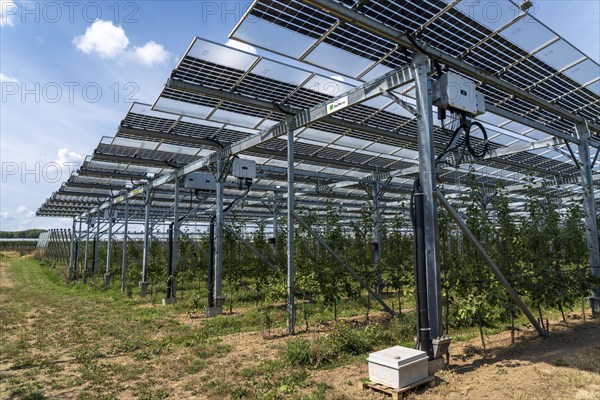 Agri-photovoltaic test plant, an apple orchard with two different systems of PV modules was roofed