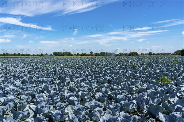 Vegetable cultivation, field with red cabbage, red cabbage, near Krefeld, North Rhine-Westphalia,