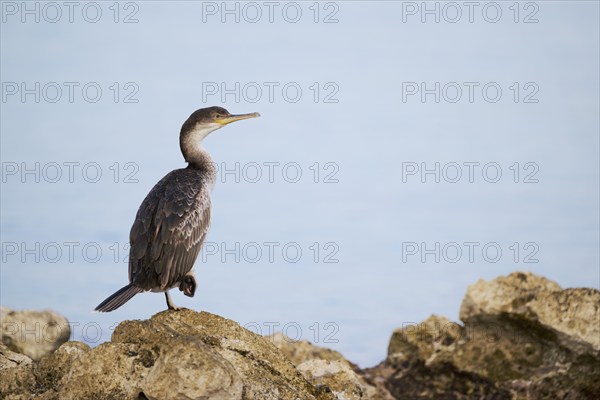 Common shag (Gulosus aristotelis) juvenile, Istria, Croatia, Europe
