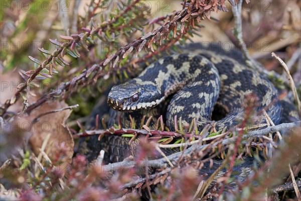 Common european viper (Vipera berus), Lower Saxony, Germany, Europe