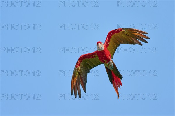 Scarlet Macaw (Ara macao) in flight, captive, Lower Saxony, Germany, Europe