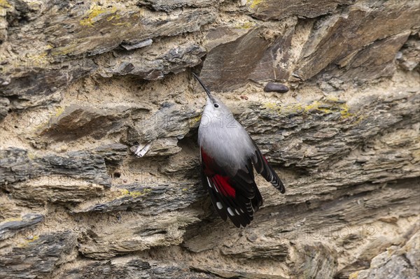 Wallcreeper (Tichodroma muraria) foraging on a wall, wildlife, Germany, Europe