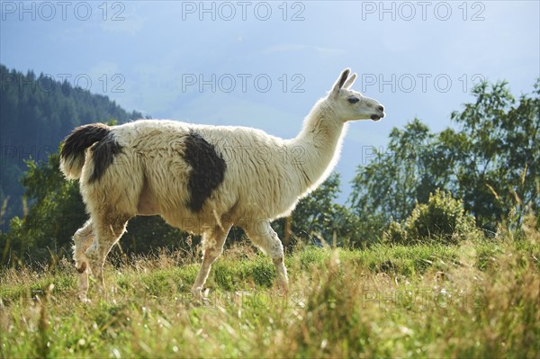 Llama (Lama glama) standing on a meadow in the mountains in tirol, Kitzbühel, Wildpark Aurach,