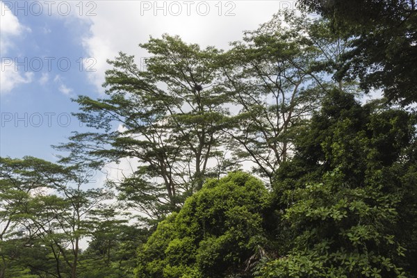 Green thick wet rainforest near Singapore city