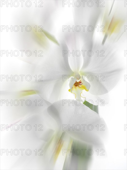 White orchid (Phalaenopsis), flowers, zoom effect