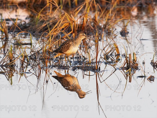 Wood sandpiper (Tringa glareola), Wood Sandpiper adult, calling at edge of lake, at sunset, Pokka,