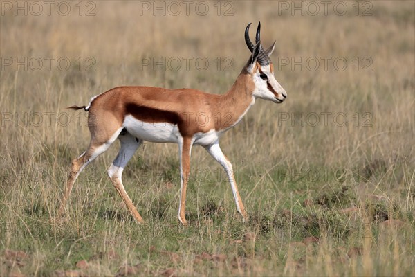 Springbok (Antidorcas marsupialis), adult, male, foraging, running, Mountain Zebra National Park,