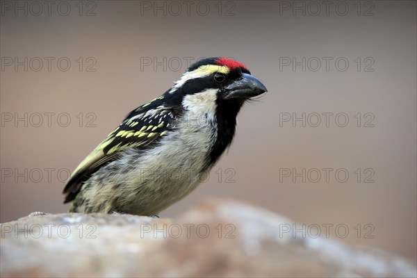 Red-fronted Barbet (Tricholaema leucomelas), adult, on rocks, Mountain Zebra National Park, Eastern