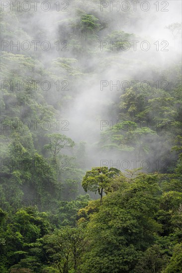 Fog drifts through the rainforest, treetops in the dense forest, mountain rainforest, Alajuela