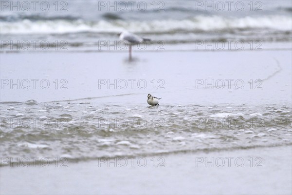 Sanderling Limikole, Usedom, September, Mecklenburg-Western Pomerania, Germany, Europe