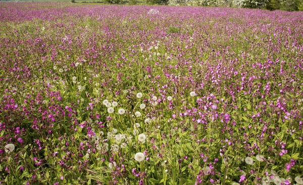 Red campion, Silene dioica, flowering chalk upland grassland Salisbury Plain, near Tilshead,