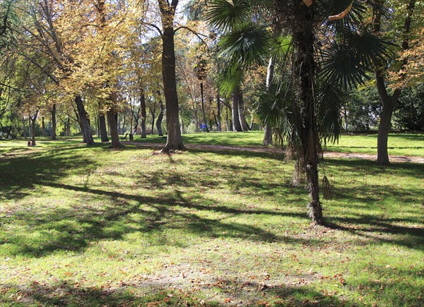 Path though trees in autumn leaf colour, El Retiro park, Madrid, Spain, Europe