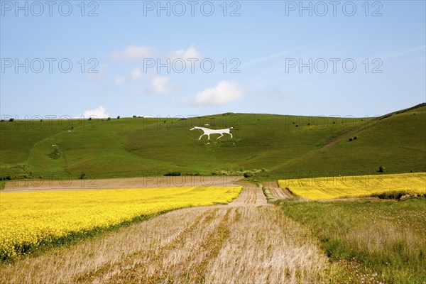 White horse figure carved in chalk scarp slope at Alton Barnes, Wiltshire, England, United Kingdom,