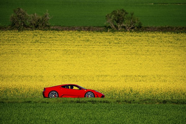 Country road by a flowering rape field, landscape near Mülheim an der Ruhr, Germany, Europe
