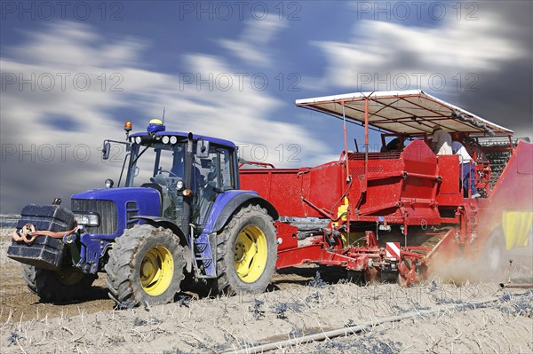 Tractor with harvester harvesting potatoes