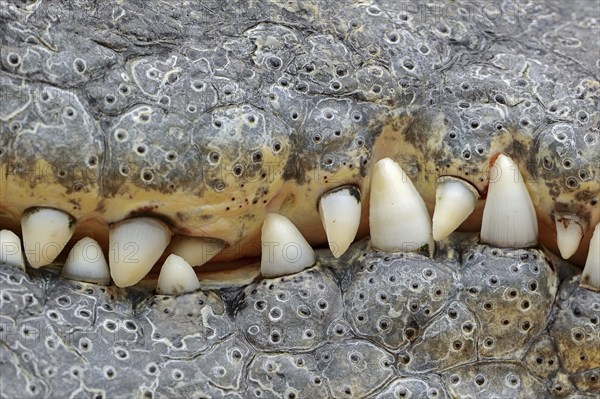 Nile crocodile (Crocodylus niloticus), teeth, captive, occurring in Africa