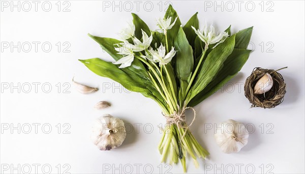 Wild garlic and garlic presented on a white background, emphasises natural freshness, wild garlic,