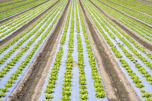 Young lettuce growing in a field, lettuce cultivation, vegetable cultivation, cultivation of
