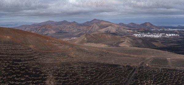 Grapevines growing in black volcanic soil in protected enclosed pits, La Geria, Lanzarote, Canary