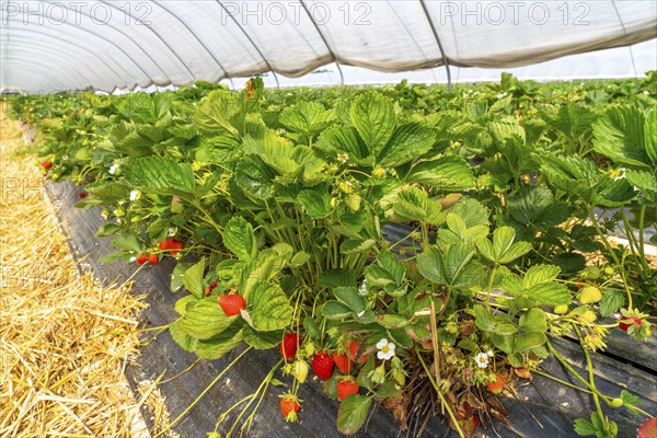 Harvest of strawberries, strawberry cultivation in the open, under a foil tunnel, young strawberry