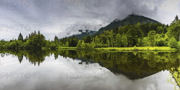 Water reflection in the moor pond, near Oberstdorf, Oberallgäu, Allgäu, Bavaria, Germany, Europe