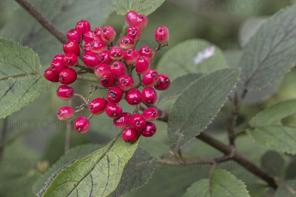 Viburnum lantana (Viburnum lanatum), Emsland, Lower Saxony, Germany, Europe