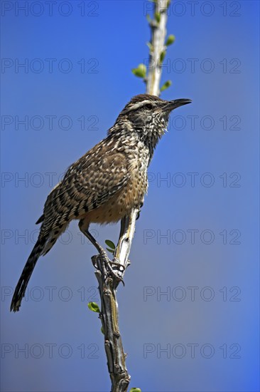 Cactus wren (Campylorhynchus brunneicapillus), adult, on wait, Sonora Desert, Arizona, North