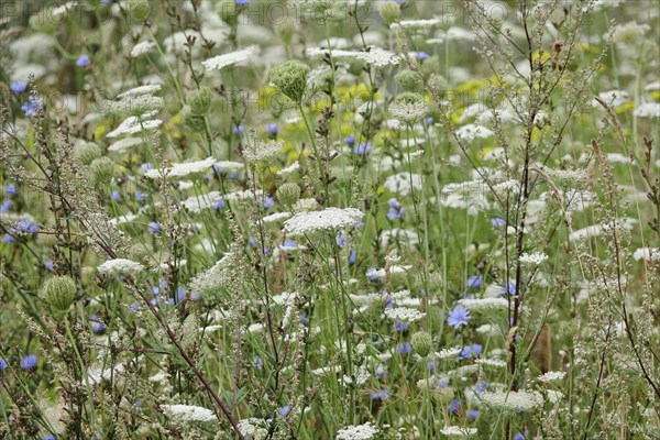 Wild carrot, Summer, Saxony, German