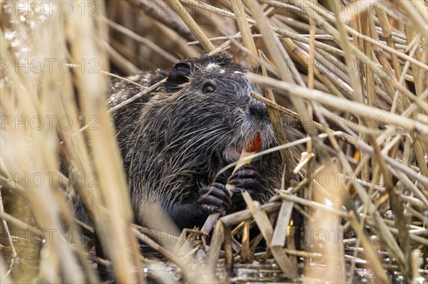 Nutria (Myocastor coypus), beaver rat, foraging in reeds, wildlife, Germany, Europe