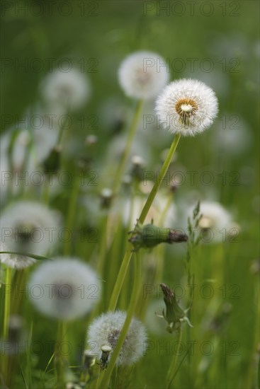 A dandelion in the light with a blurred green background, common dandelion (Taraxacum ruderalia) in
