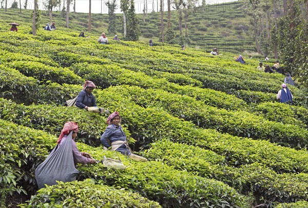 Indian tea pickers on a tea plantation, Thekkady, Kerala, India, Asia