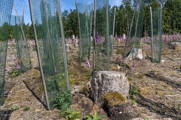Reforestation in the Arnsberg Forest near Freienohl, Soest district, young oak trees, with browsing