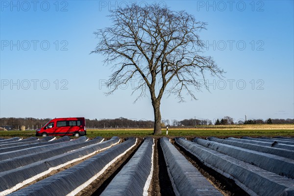 Agriculture on the Lower Rhine, early season, asparagus cultivation in spring, under plastic