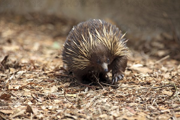 Short-beaked echidna (Tachyglossus aculeatus), adult, foraging, South Australia, Australia, Oceania