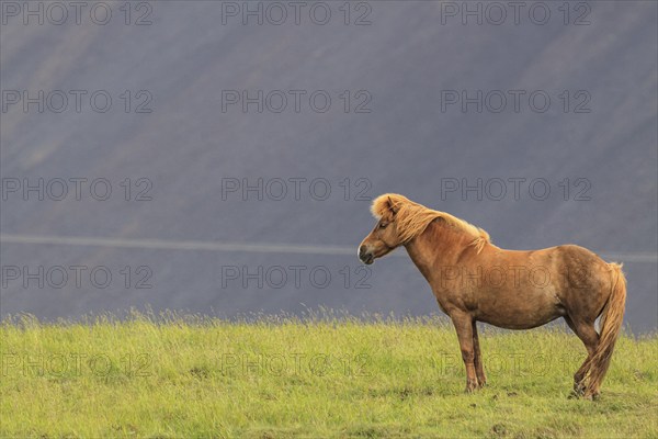 Icelandic horse standing in a meadow, mountainous, Höfn, Iceland, Europe