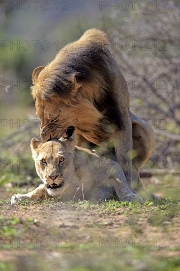 Lion (Panthera leo), adult pair copula, mating, pair, male, female, Hluhluwe Umfolozi National