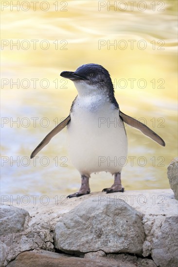 Little penguin (Eudyptula minor), adult, on land, spreading wings, Kangaroo Island, South