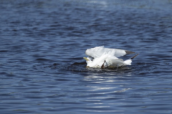 Kittiwake (Rissa tridactyla) adult bird bathing in a shallow pool, Skomer island, Wales, United